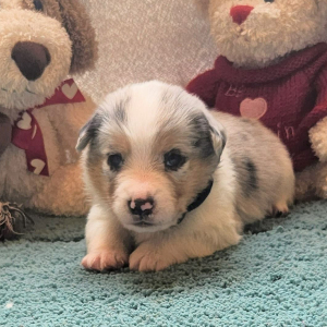 Auggie Puppy Murle