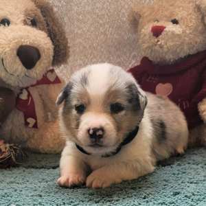 Auggie Puppy Murle