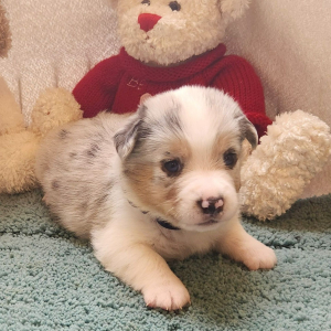 Auggie Puppy Murle