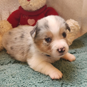 Auggie Puppy Murle