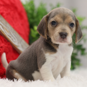 Beagle Puppy Princess