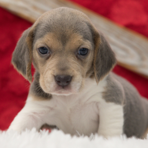 Beagle Puppy Princess