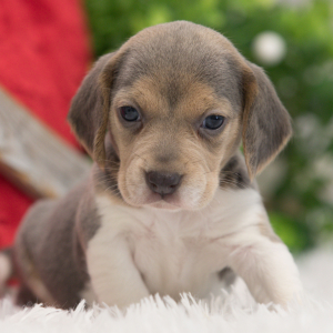 Beagle Puppy Princess