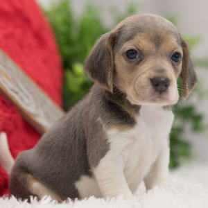Beagle Puppy Princess