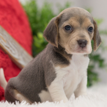 Beagle Puppy Princess