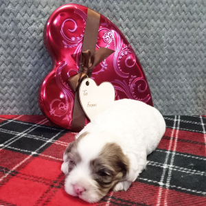 Cockapoo Puppy Charming