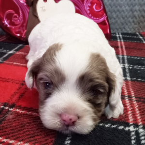 Cockapoo Puppy Charming