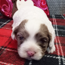 Cockapoo Puppy Charming