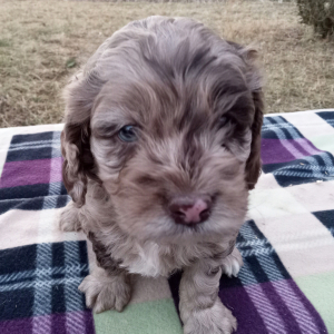 Cockapoo Puppy Gary