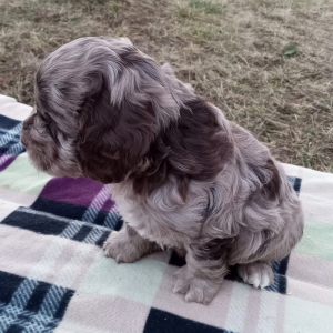 Cockapoo Puppy Gary