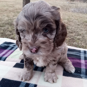Cockapoo Puppy Gary