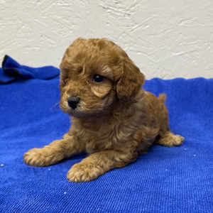 Poodle Puppy Chico