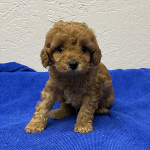 Poodle Puppy Chico