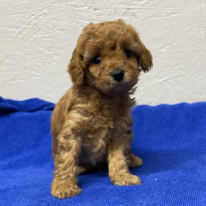 Poodle Puppy Chico