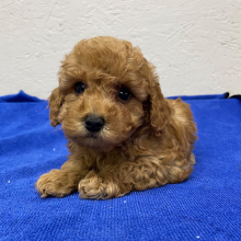 Poodle Puppy Chico