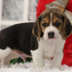 Beagle Puppy Spike