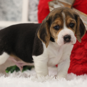 Beagle Puppy Spike