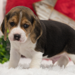 Beagle Puppy Spike
