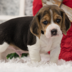 Beagle Puppy Spike