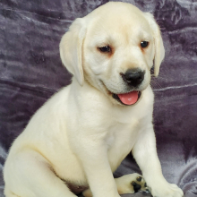 Labrador Retriever Puppy Claire