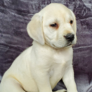 Labrador Retriever Puppy Claire