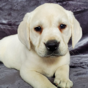 Labrador Retriever Puppy Claire