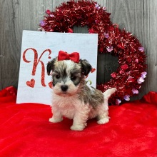 Havanese Puppy Janae