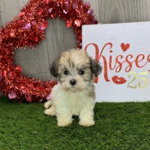 Havanese Puppy Janae