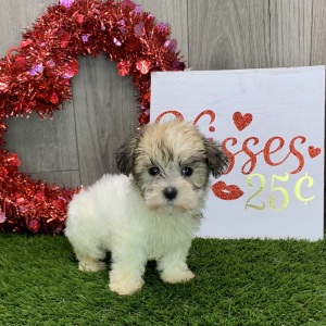 Havanese Puppy Janae