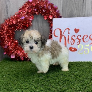 Havanese Puppy Janae