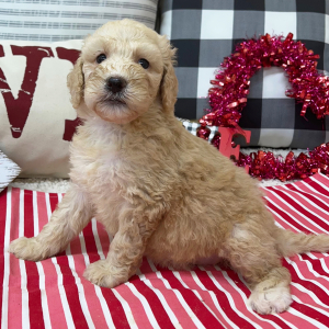 Goldendoodle Puppy Brianna