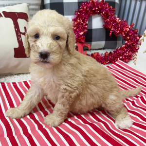 Goldendoodle Puppy Brianna