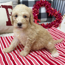 Goldendoodle Puppy Brianna
