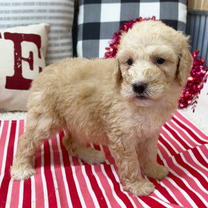 Goldendoodle Puppy Brianna