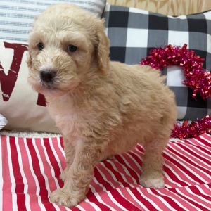 Goldendoodle Puppy Brianna
