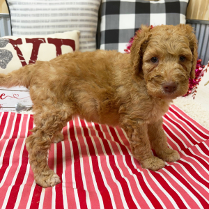 Goldendoodle Puppy Becca