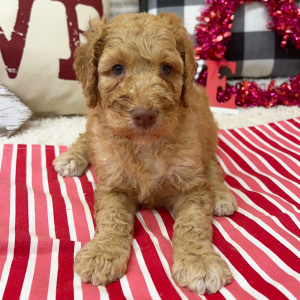 Goldendoodle Puppy Becca