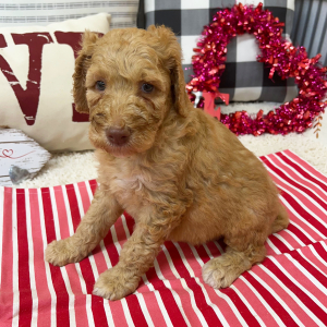 Goldendoodle Puppy Becca