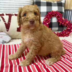 Goldendoodle Puppy Becca