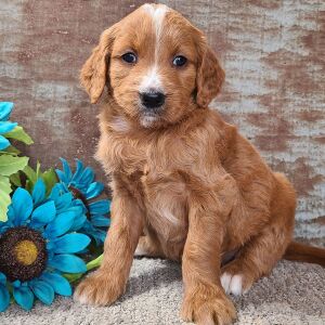 Goldendoodle Puppy Carolina