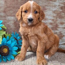 Goldendoodle Puppy Carolina