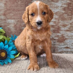Goldendoodle Puppy Carolina