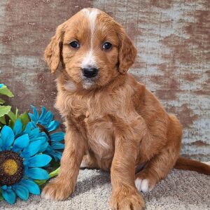 Goldendoodle Puppy Carolina