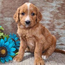 Goldendoodle Puppy Carolina