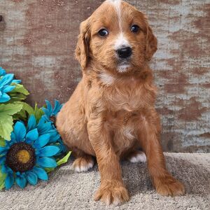 Goldendoodle Puppy Carolina