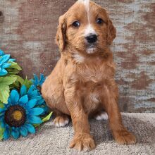Goldendoodle Puppy Carolina