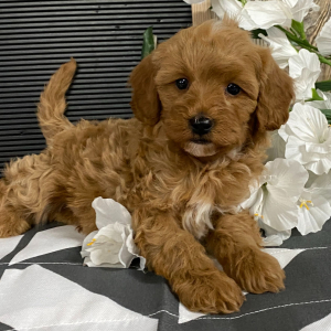 Cavapoo Puppy Jim