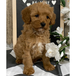 Cavapoo Puppy Jim