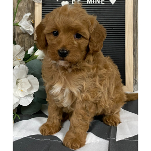 Cavapoo Puppy Jim