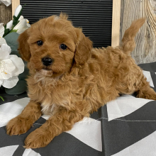Cavapoo Puppy Jim